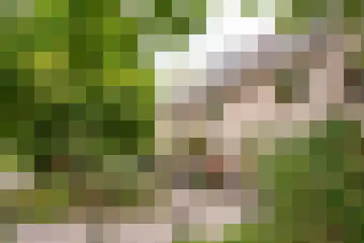 Beukenhof 4 Lage Vuursche thumbnail 6