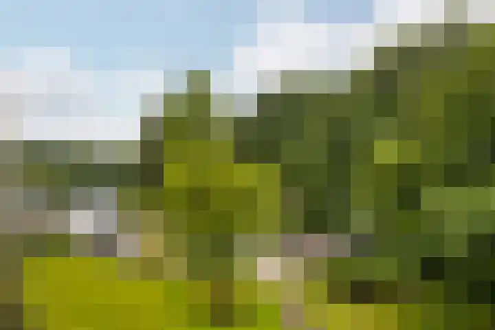 Beukenhorst 50 Driebergen-Rijsenburg thumbnail 27