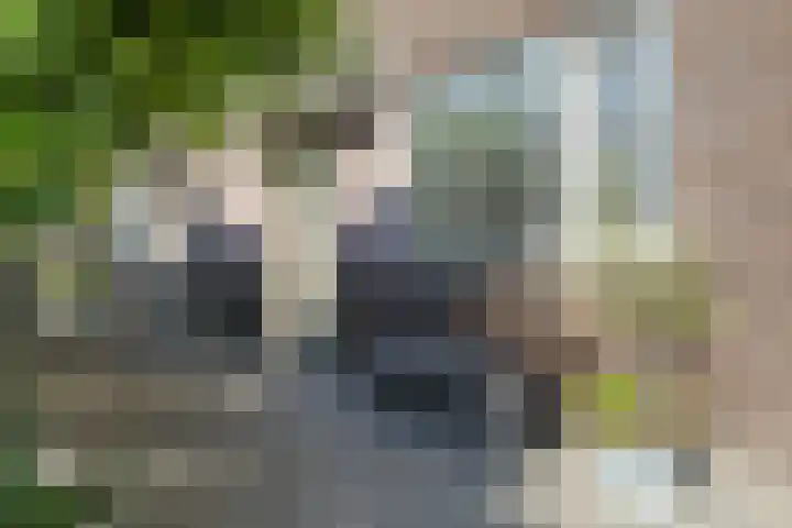 Beukenhout 16 Julianadorp thumbnail 6