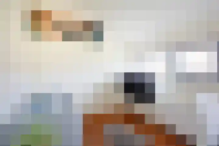 Beukenhout 20 Houten thumbnail 36