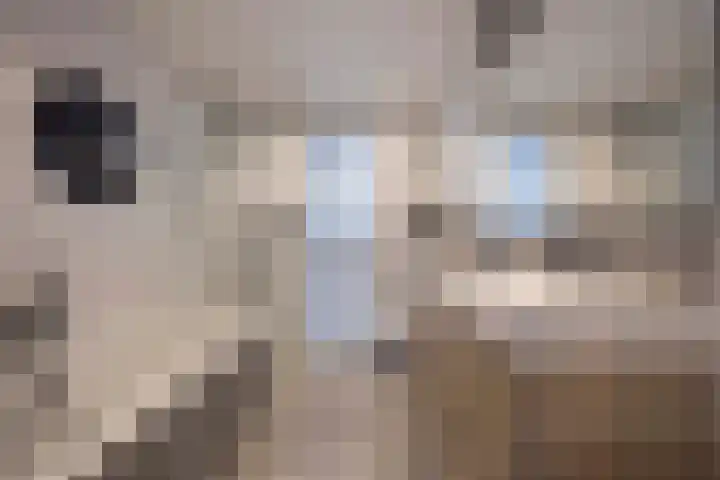 Beukenlaan 10 Haaren thumbnail 24