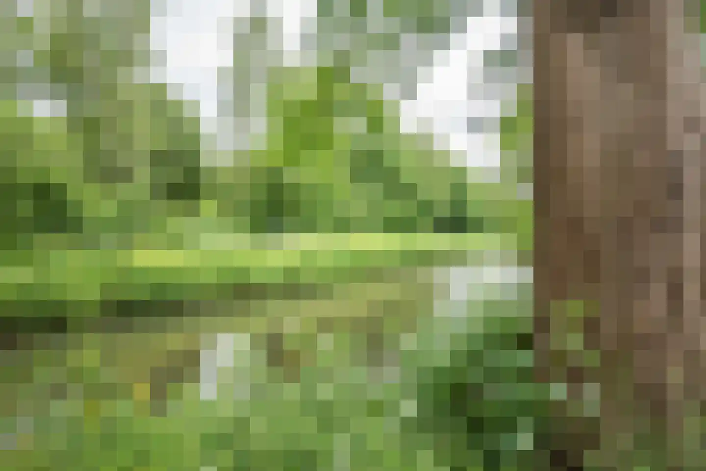 Beukenlaan 115 Bleiswijk thumbnail 61