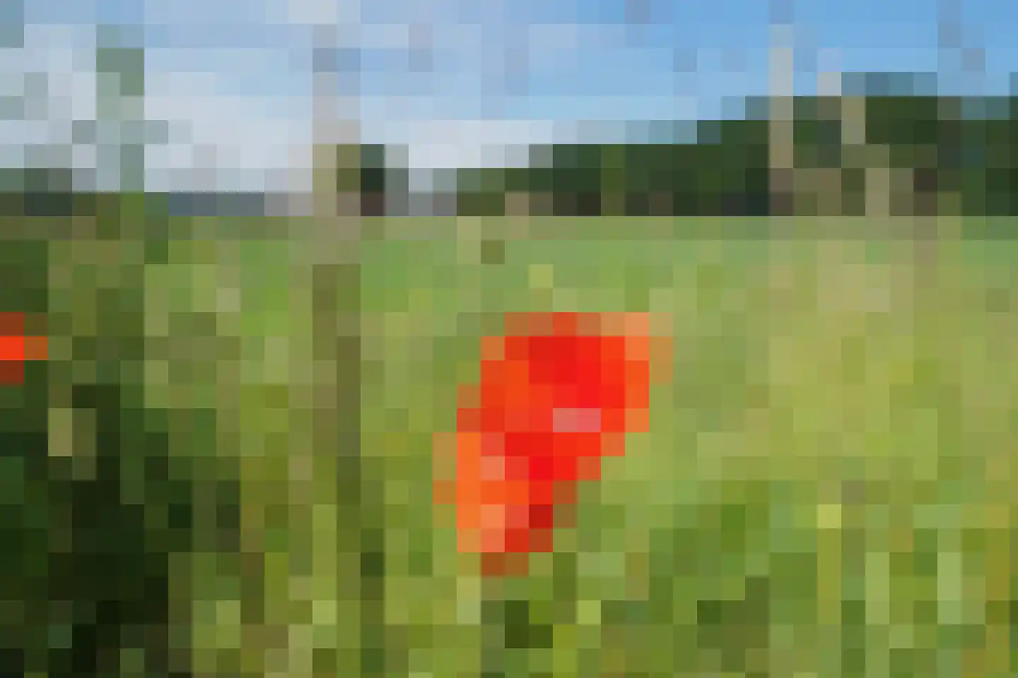 Beukenlaan 18 Garderen thumbnail 47