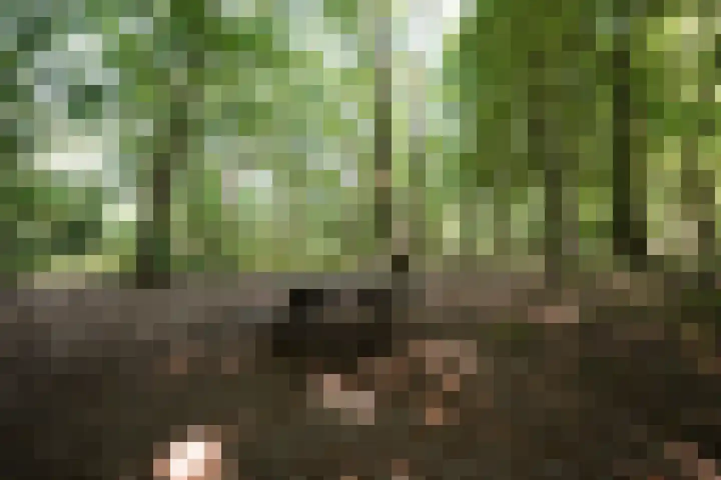 Beukenlaan 18 Garderen thumbnail 48