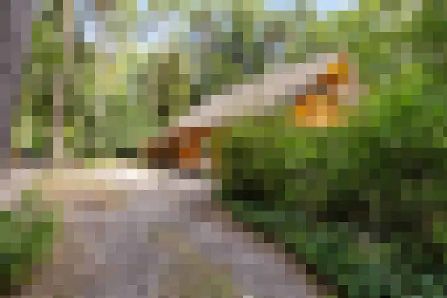 Beukenlaan 2 Norg thumbnail 5