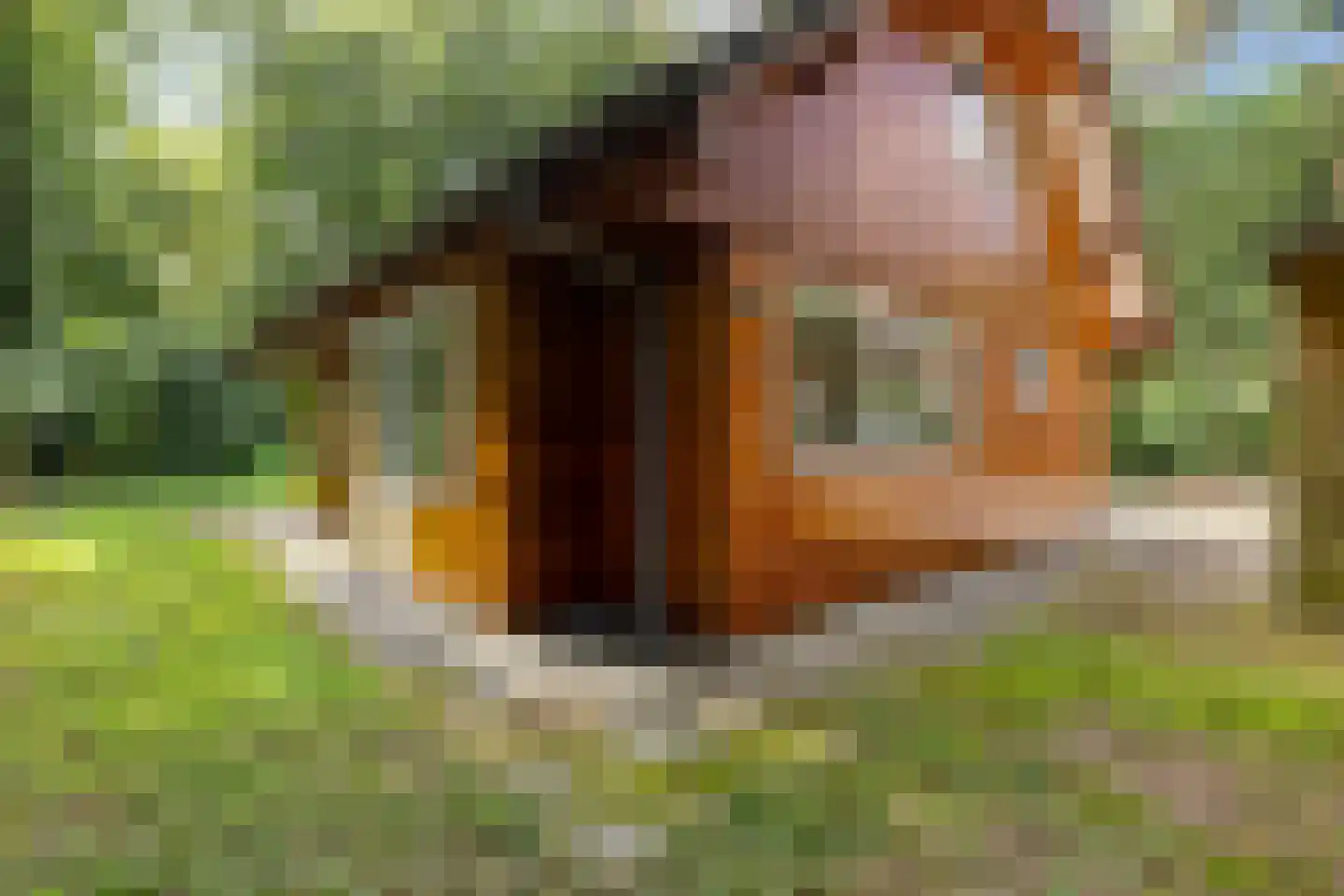 Beukenlaan 2 Norg thumbnail 9