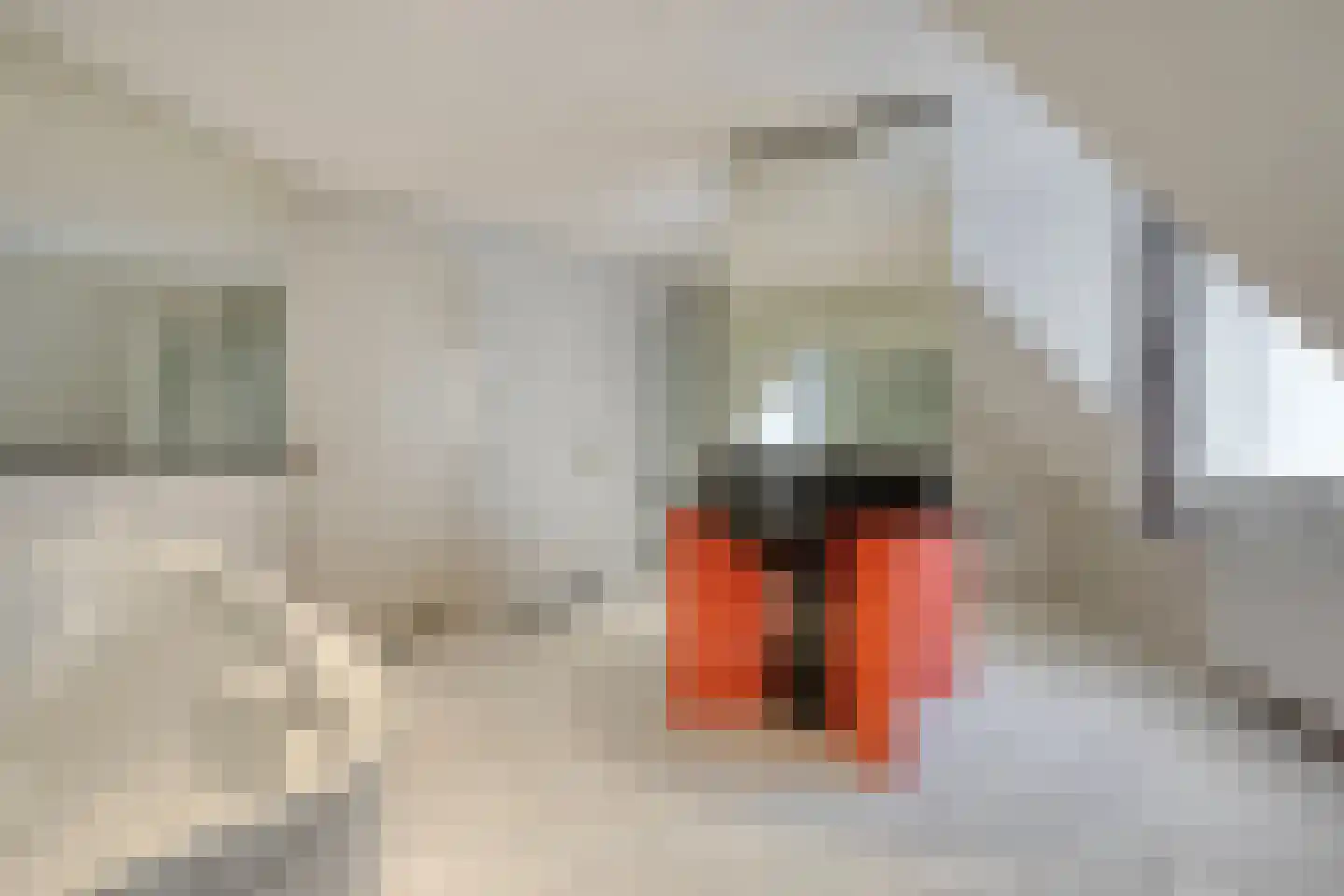 Beukenlaan 2 Vlodrop thumbnail 33