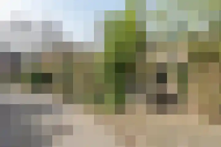 Beukenlaan 20 Molenhoek thumbnail 43