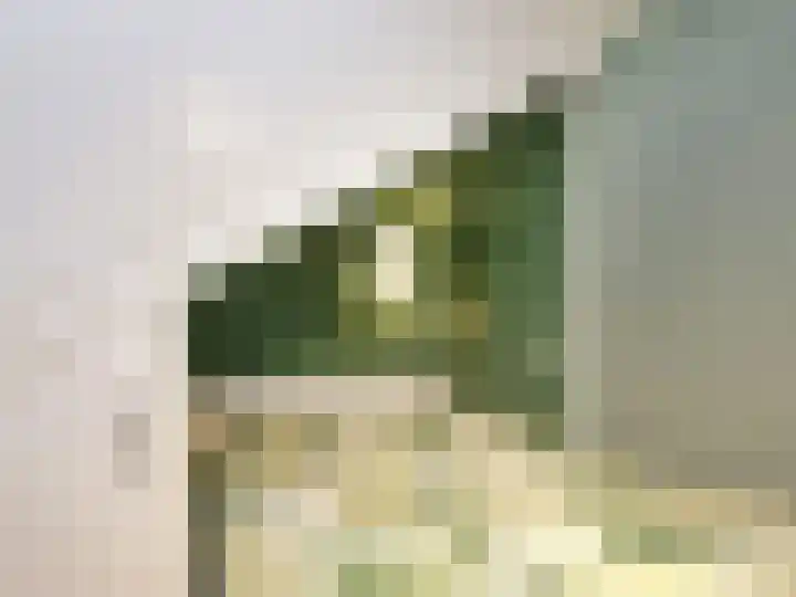 Beukenlaan 28 De Zilk thumbnail 36