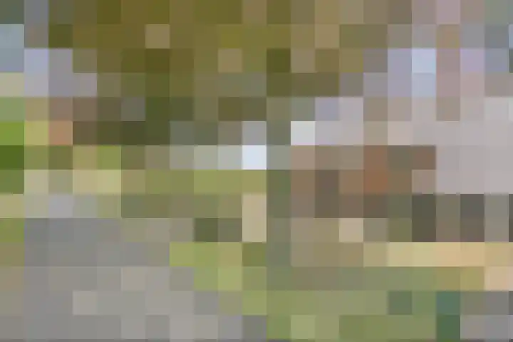 Beukenlaan 28 Sterksel thumbnail 36