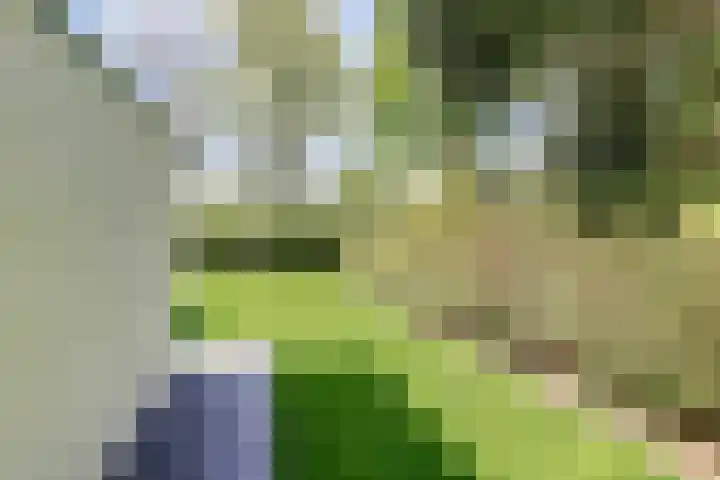Beukenlaan 3 Kamperland thumbnail 15