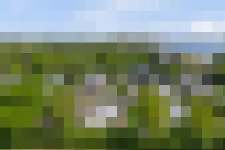Beukenlaan 3 Kamperland thumbnail 4
