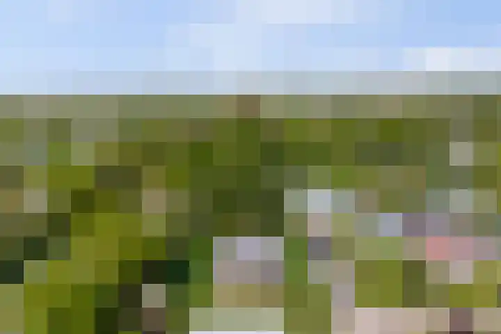 Beukenlaan 3 Kamperland thumbnail 5