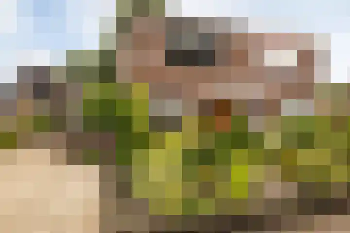 Beukenlaan 30 Nunspeet thumbnail 8