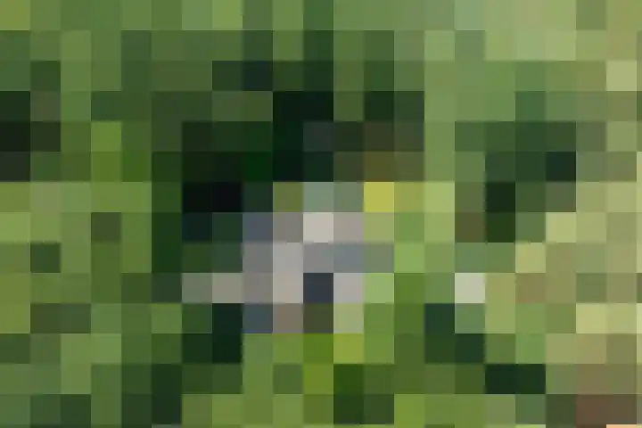 Beukenlaan 4 Doornspijk thumbnail 6