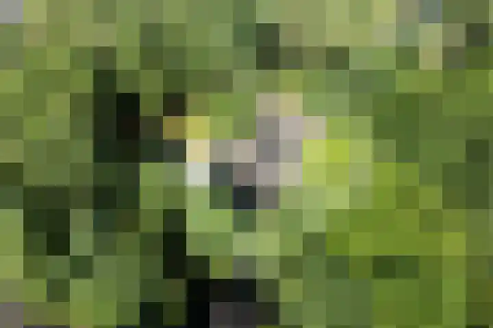 Beukenlaan 4 Doornspijk thumbnail 76