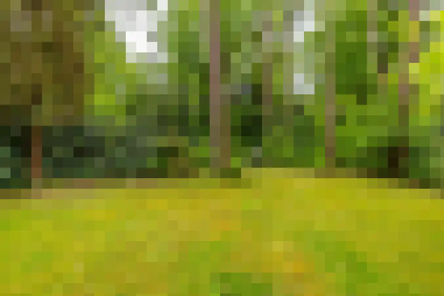 Beukenlaan 4 Norg thumbnail 28