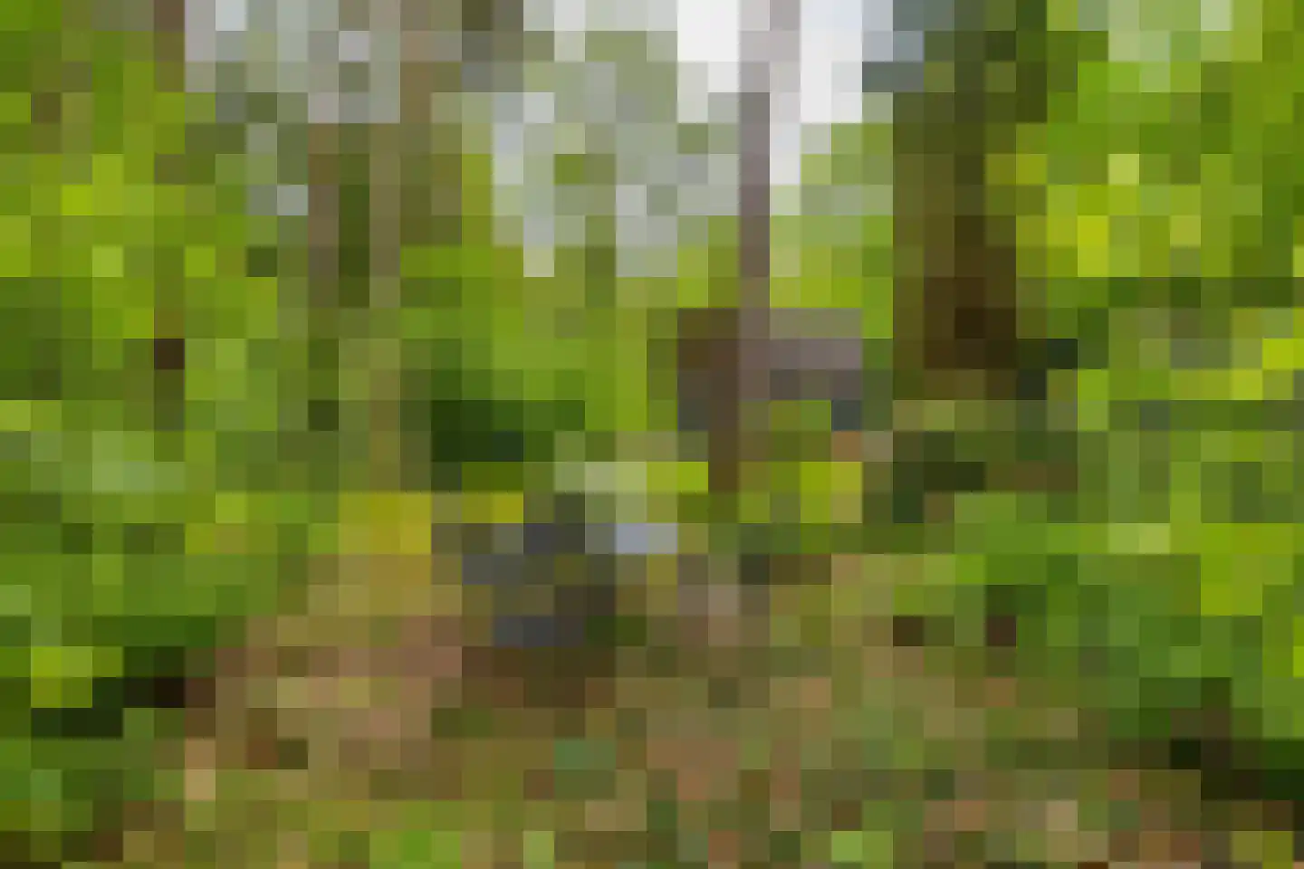 Beukenlaan 4 Norg thumbnail 29