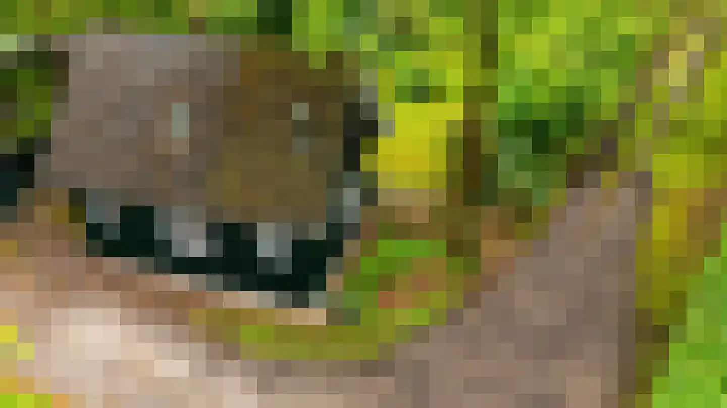 Beukenlaan 4 Norg thumbnail 41