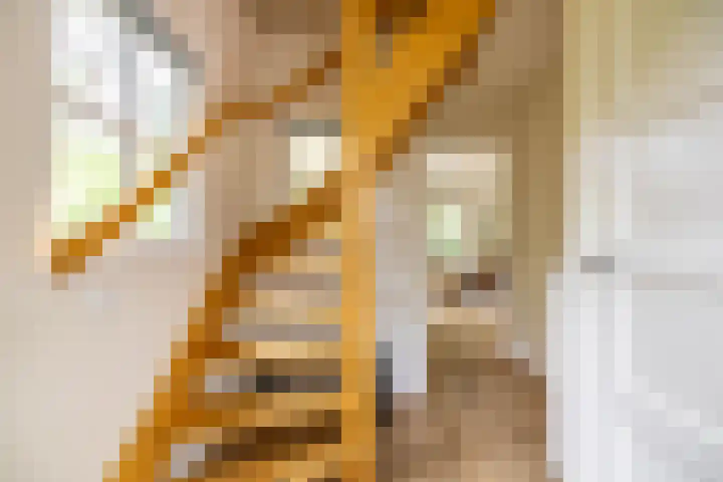 Beukenlaan 4 Norg thumbnail 5