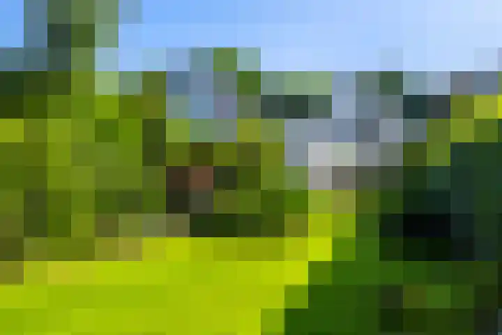 Beukenlaan 40 Soest thumbnail 52