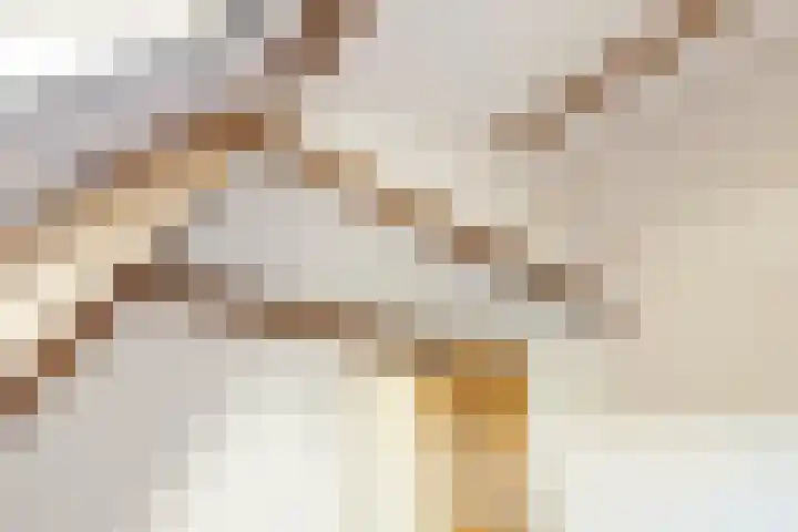 Beukenlaan 6 Zaandijk thumbnail 25