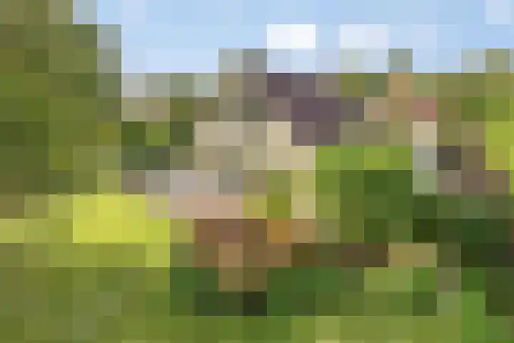 Beukenlaan 7 Dronten thumbnail 4
