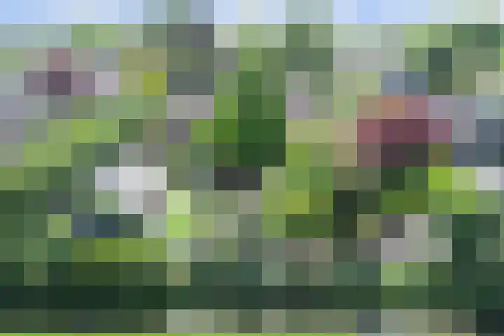 Beukenlaan 7 Fijnaart thumbnail 39