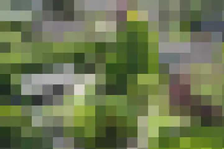 Beukenlaan 7 Fijnaart thumbnail 43