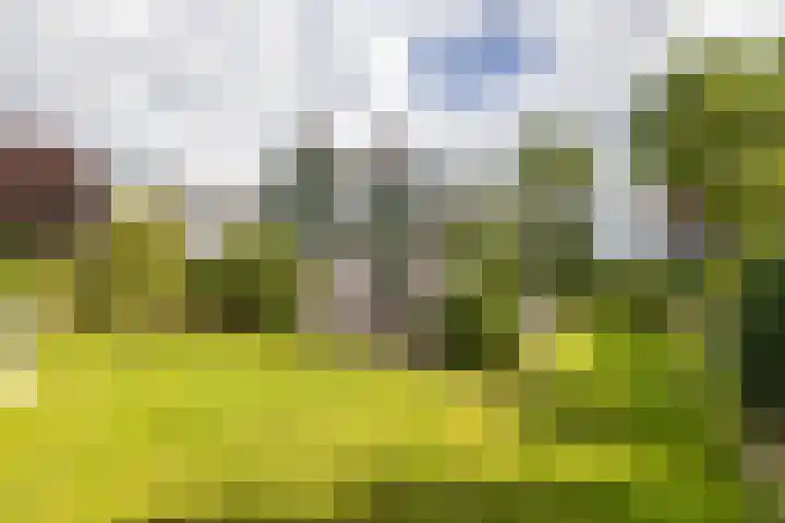 Beukenlaan 9 Peize thumbnail 5
