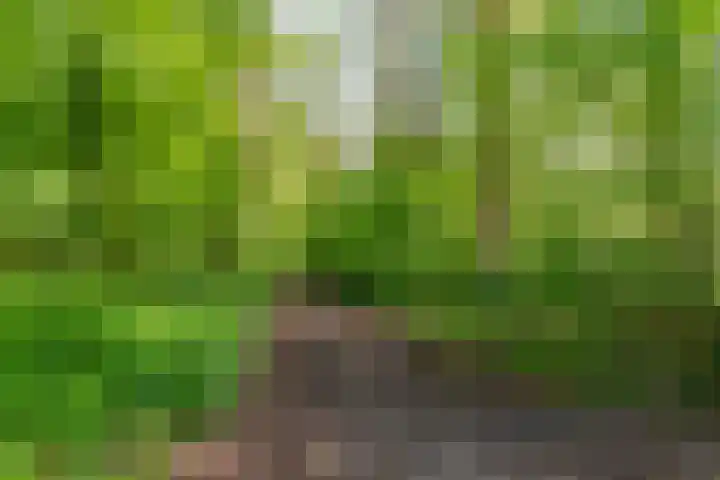 Beukenlaan 9 Rosmalen thumbnail 46