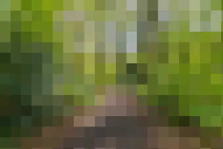 Beukenlaan 9 Rosmalen thumbnail 47