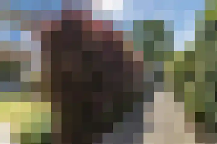 Beukenrode 95 Voorhout thumbnail 31