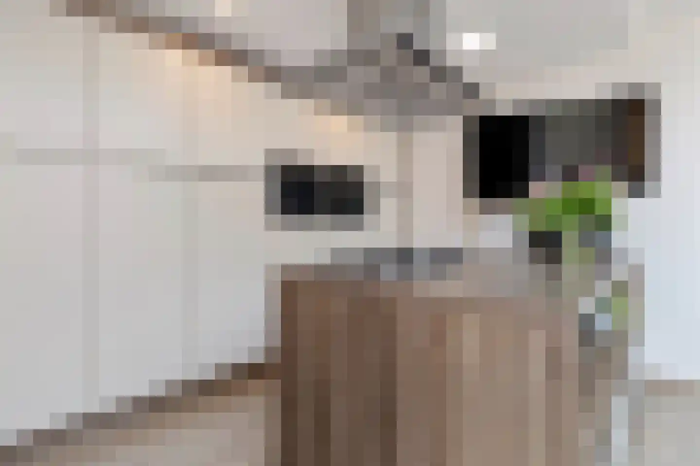 Beukenstraat 9 Maasbree thumbnail 20