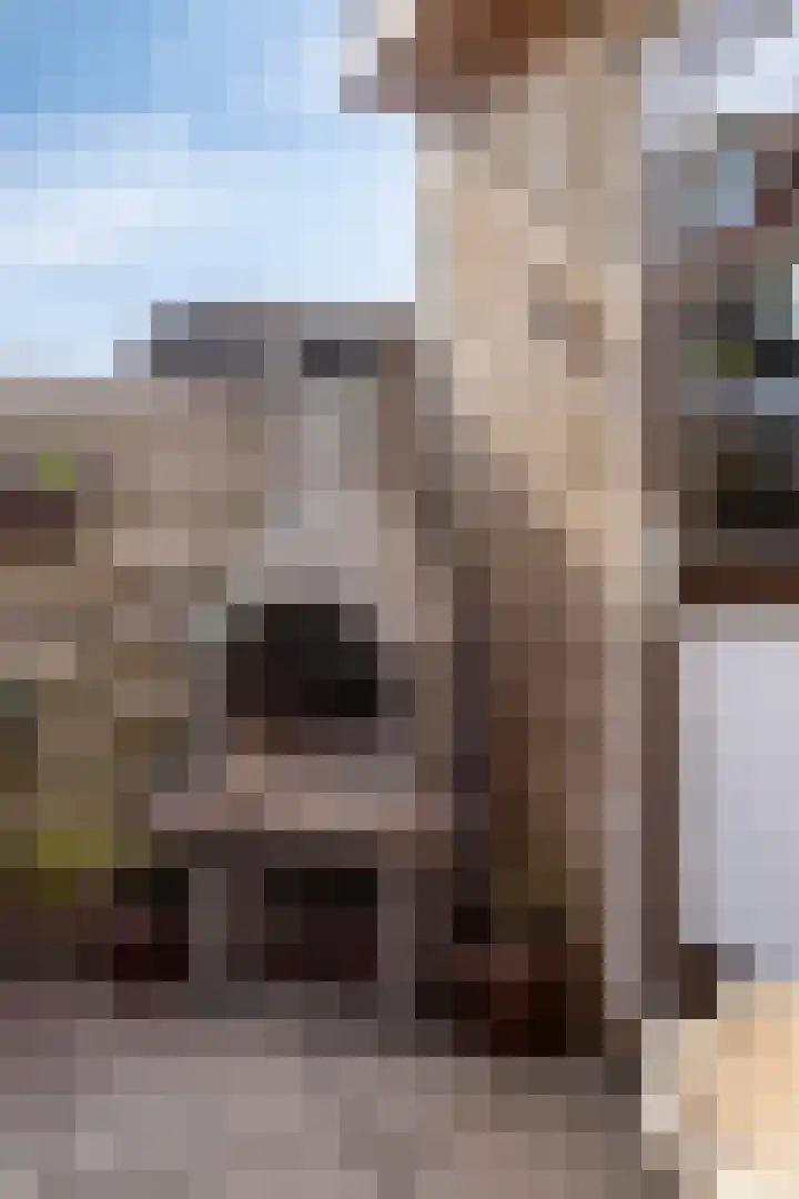 Beukestraat 28 Krommenie thumbnail 44