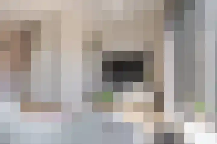 Beukmolen 23 Zwolle thumbnail 15