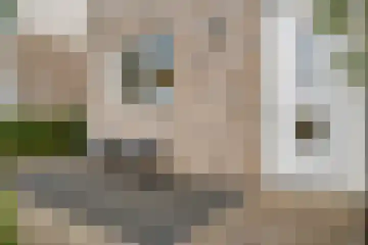 Beukmolen 30 Zwolle thumbnail 9