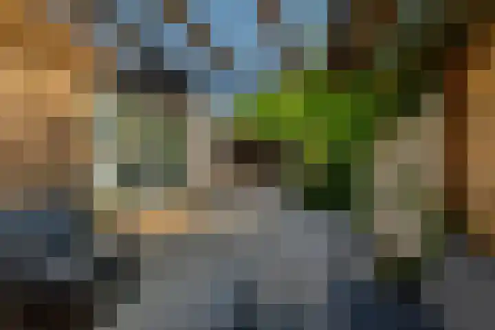 Beukvaren 3 Rotterdam thumbnail 45