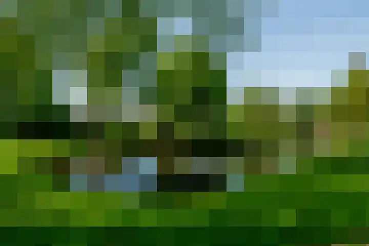 Beukvaren 3 Rotterdam thumbnail 6
