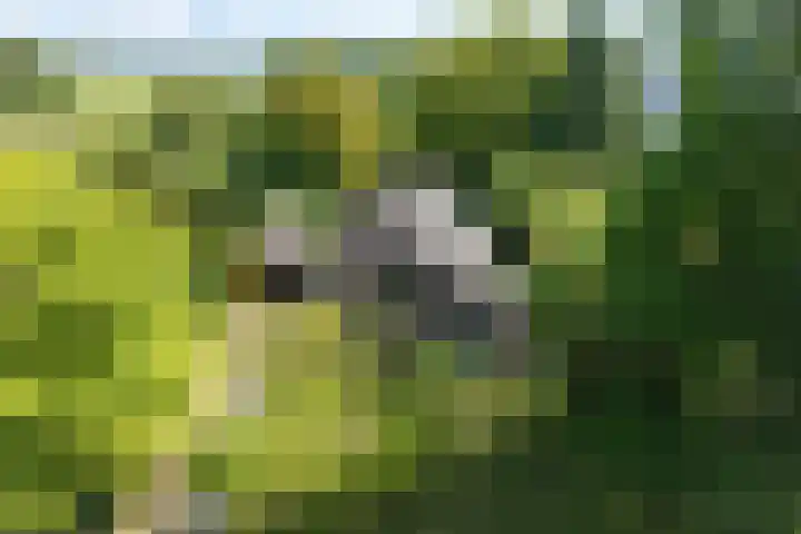 Beulakerweg 151 Giethoorn thumbnail 39