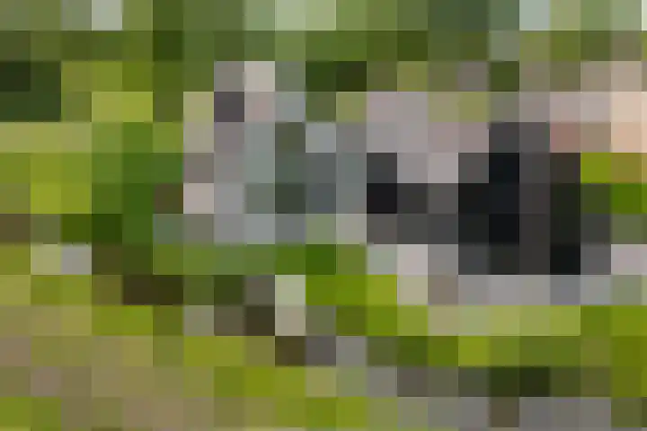 Beulakerweg 25 Giethoorn thumbnail 7