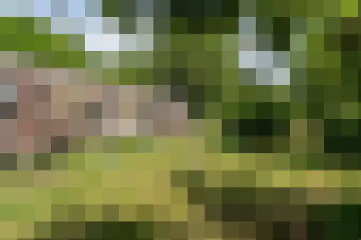 Beumeesweg 168 Alteveer thumbnail 36