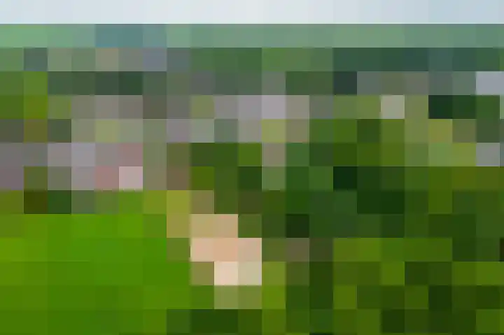 Beumeesweg 168 Alteveer thumbnail 48