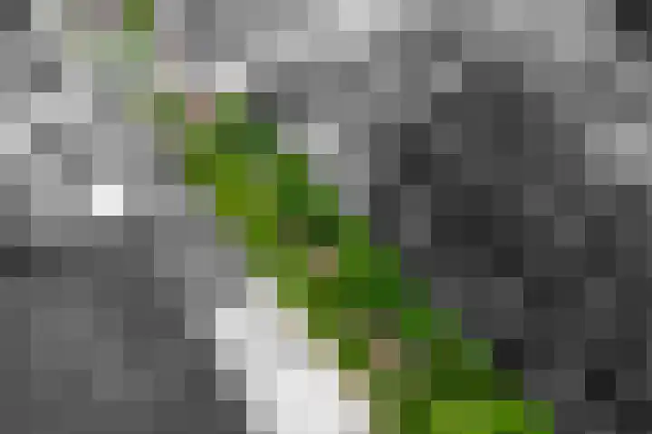 Beumeesweg 168 Alteveer thumbnail 49