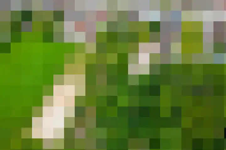Beumeesweg 168 Alteveer thumbnail 50
