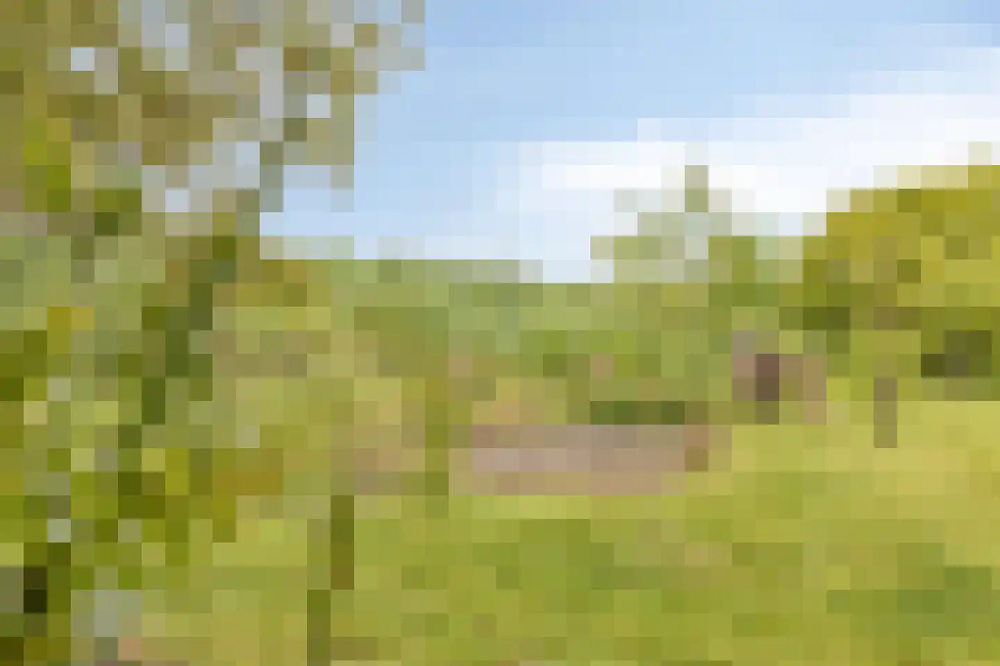 Beuningsestraat 2 Aerdt thumbnail 34