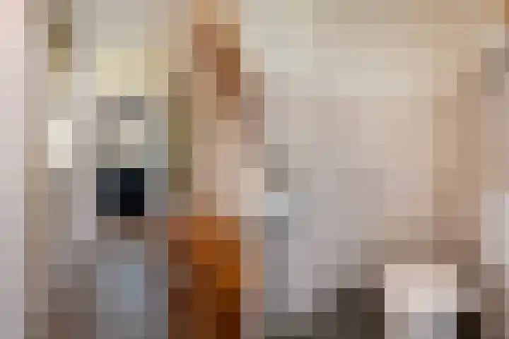 Beusbergen 7 Markelo thumbnail 17