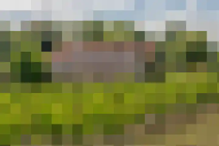 Beusichemsedijk 6 Culemborg thumbnail 59
