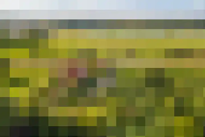 Beusichemsedijk 6 Culemborg thumbnail 67