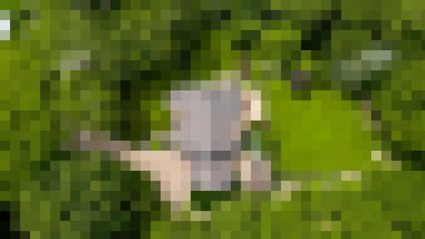 Beutenaken 7 Beutenaken thumbnail 38